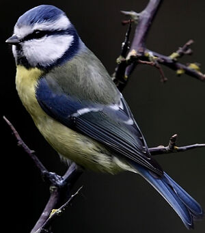 Eurasian Blue Tit