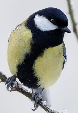 Great Tit
