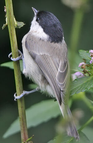 Mésange nonnette