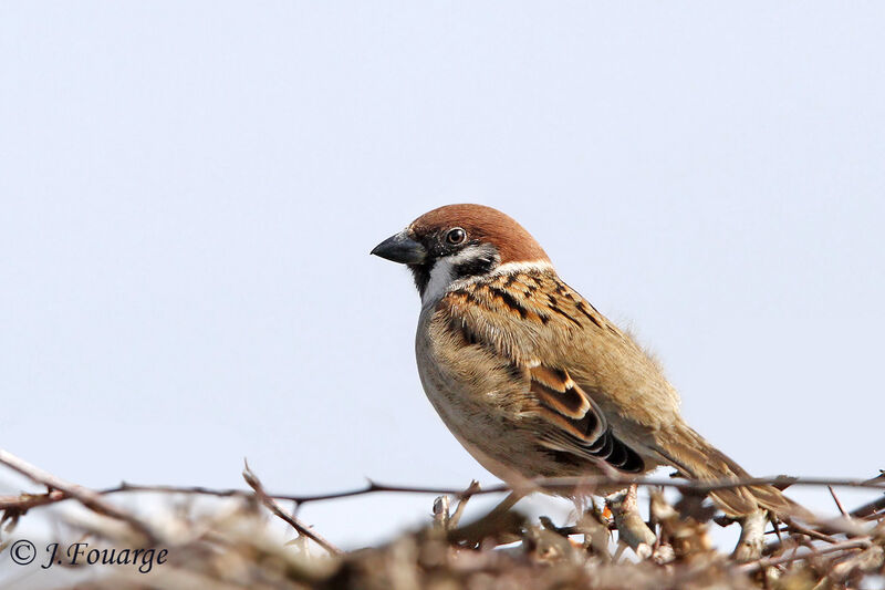 Eurasian Tree Sparrow, identification, Reproduction-nesting