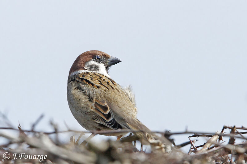 Eurasian Tree Sparrow, Reproduction-nesting