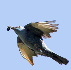 Monticole bleu
