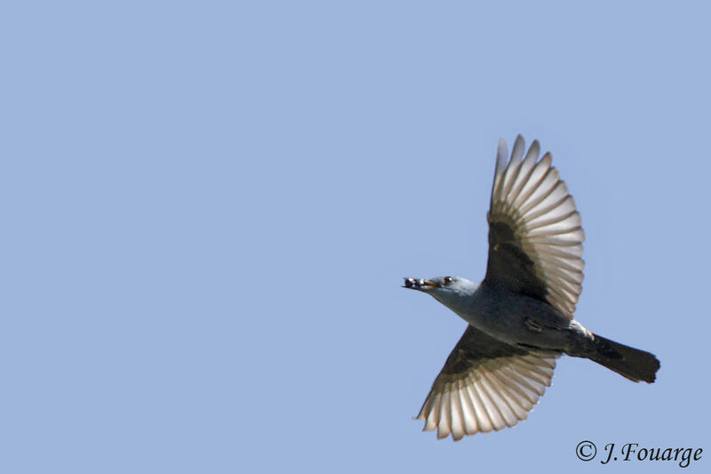 Blue Rock Thrush male adult, Flight, feeding habits, Reproduction-nesting, Behaviour