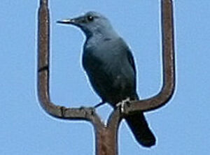 Monticole bleu 
&copy; Jules Fouarge
