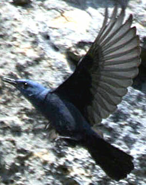 Monticole bleu 
&copy; Jules Fouarge