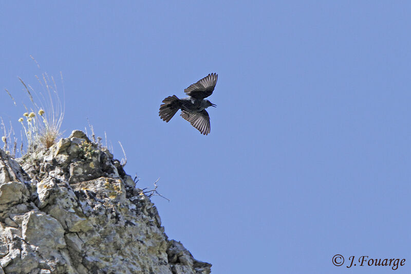 Blue Rock Thrush male adult, Flight, Reproduction-nesting, song, Behaviour