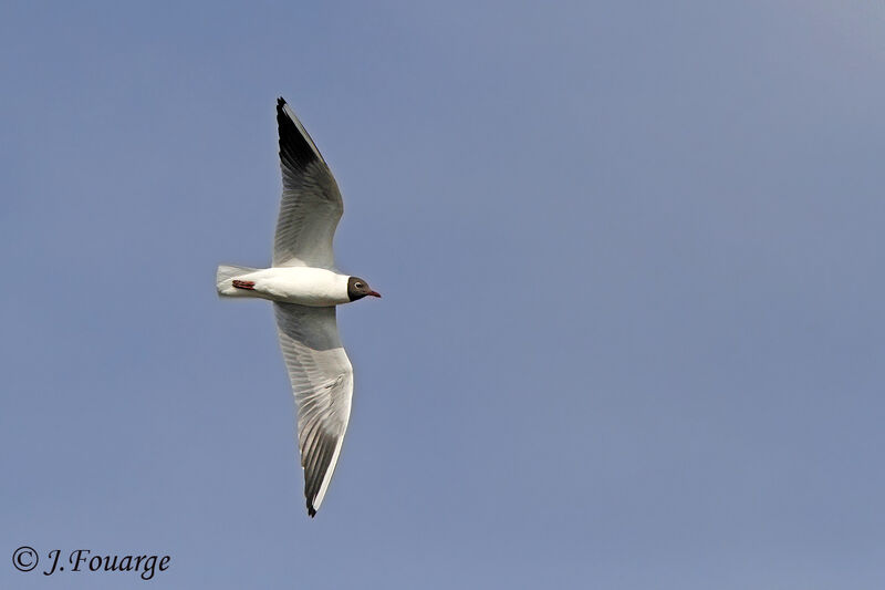 Mouette rieuseadulte, Vol, Nidification