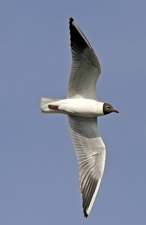 Black-headed Gull 
&copy; Jules Fouarge