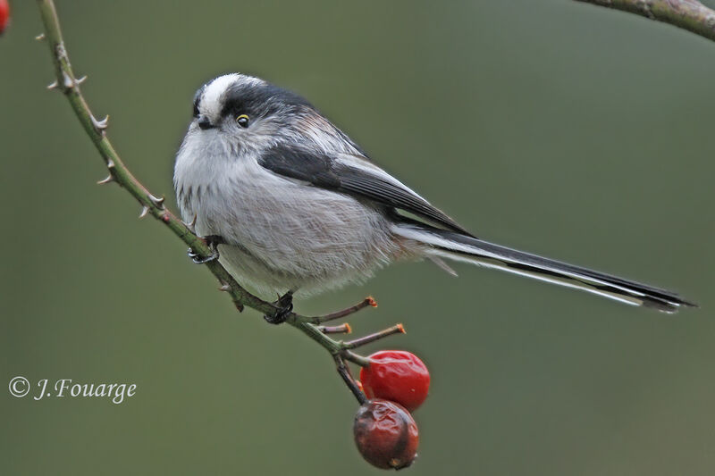 Long-tailed Tit, song