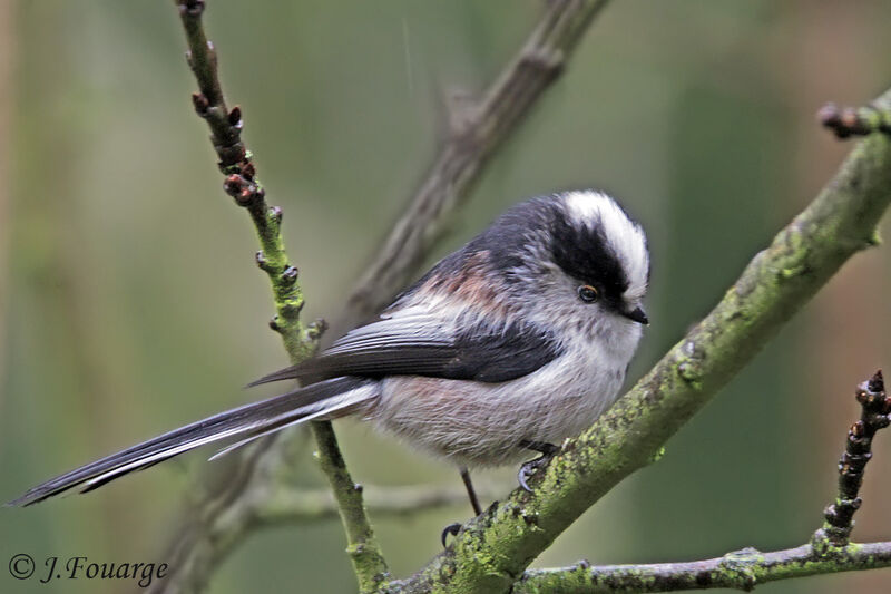 Long-tailed Tit, identification, Behaviour