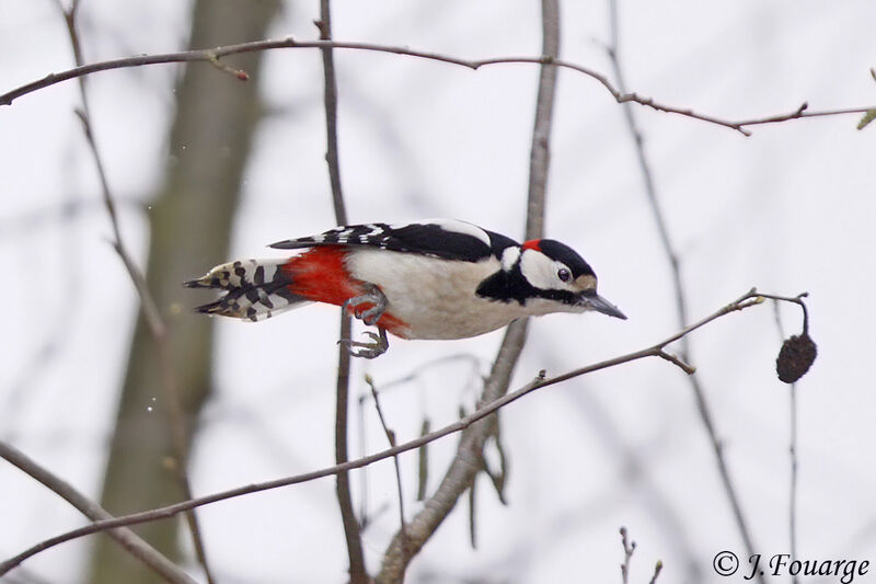 Great Spotted Woodpecker male adult, Flight