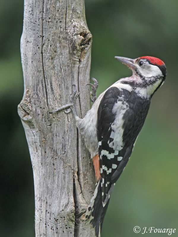 Great Spotted Woodpeckerjuvenile, identification, Behaviour
