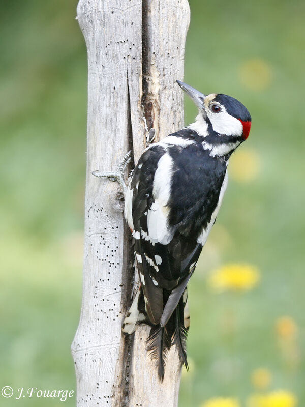 Great Spotted Woodpecker male adult, identification, feeding habits, Behaviour