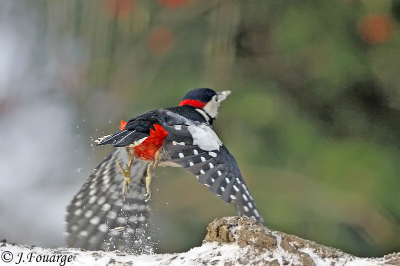 Great Spotted Woodpecker male, Flight