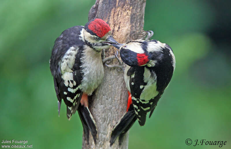 Great Spotted Woodpecker, eats, Behaviour