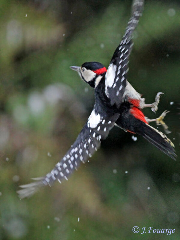 Great Spotted Woodpecker male, Flight