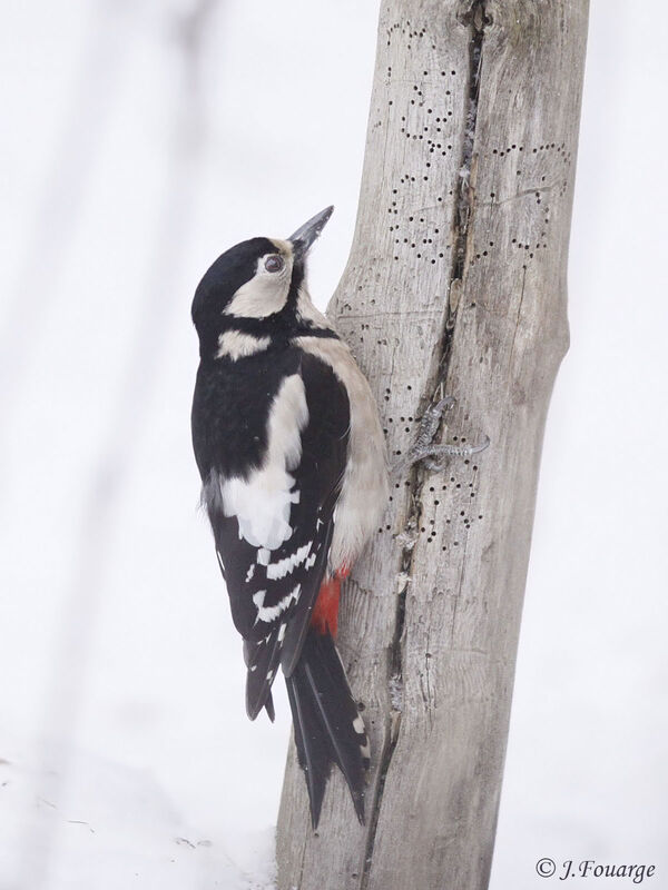 Great Spotted Woodpecker, feeding habits, Behaviour