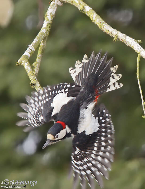Great Spotted Woodpecker male adult, aspect, pigmentation, Flight