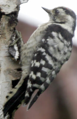 Lesser Spotted Woodpecker