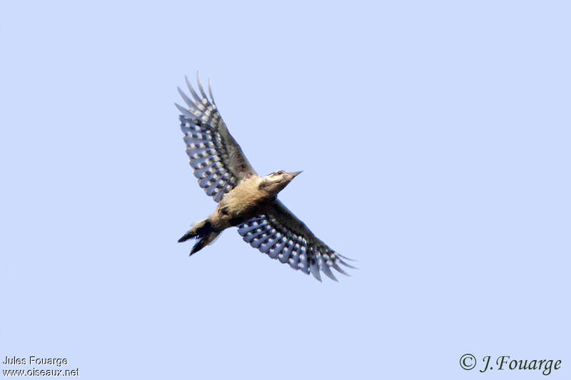 Lesser Spotted Woodpeckeradult, Flight