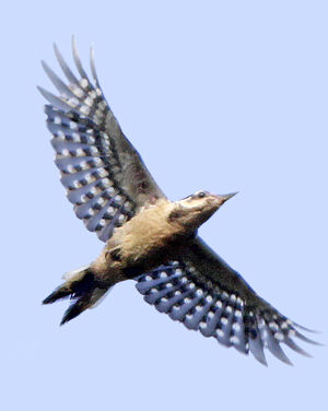 Lesser Spotted Woodpecker