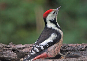 Middle Spotted Woodpecker