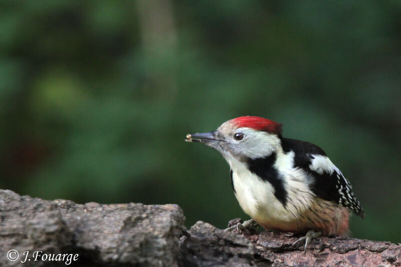 Middle Spotted Woodpecker, identification