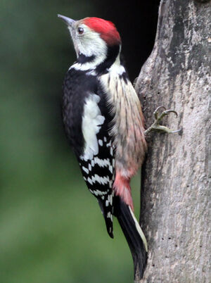Middle Spotted Woodpecker