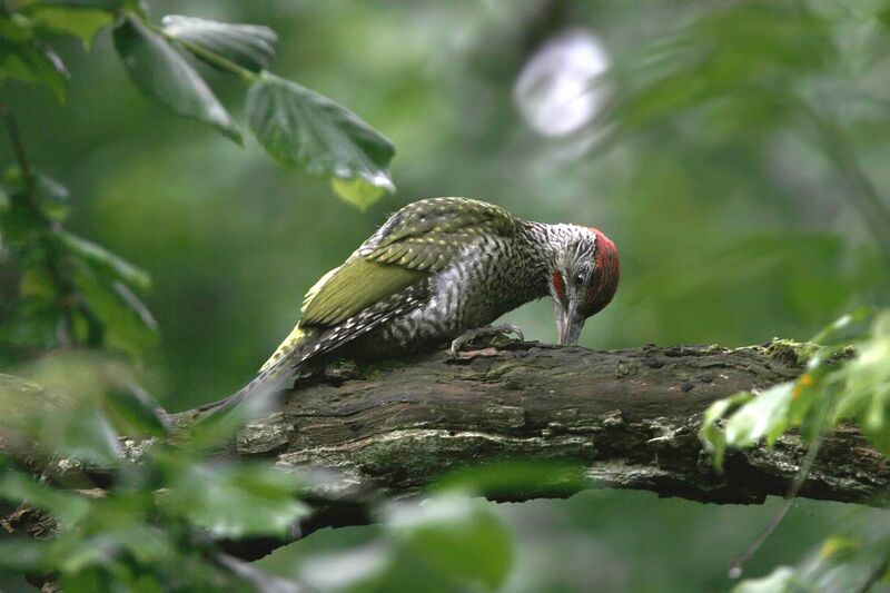 European Green Woodpecker male First year