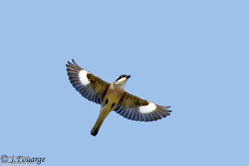 Lesser Grey Shrikeadult, Flight, Reproduction-nesting