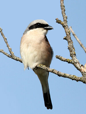 Red-backed Shrike