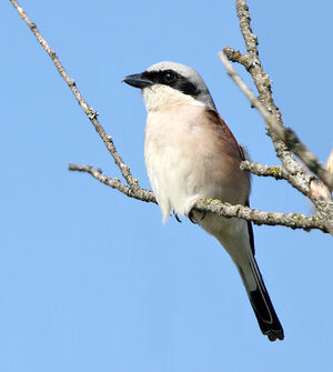 Red-backed Shrike