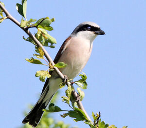 Red-backed Shrike