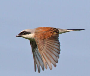 Red-backed Shrike