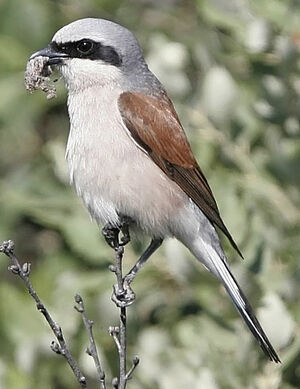 Red-backed Shrike