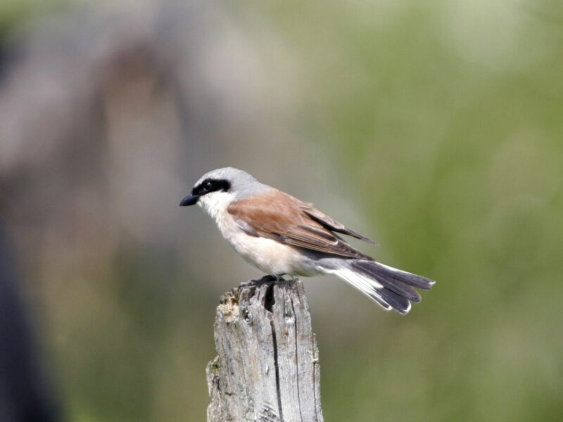 Red-backed Shrike male adult