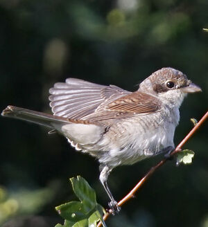 Red-backed Shrike