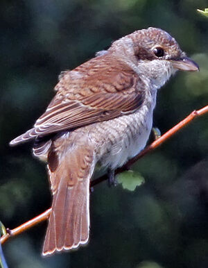 Red-backed Shrike
