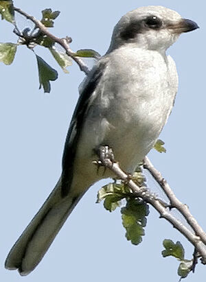 Great Grey Shrike