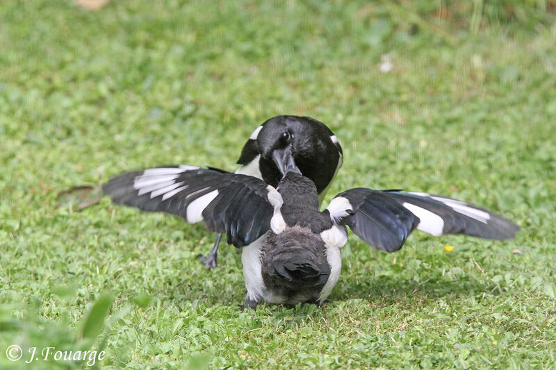 Eurasian Magpie, Reproduction-nesting, Behaviour