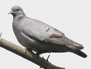 Pigeon colombin 
&copy; Jules Fouarge