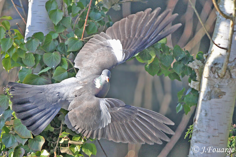 Common Wood Pigeon, identification, Flight, Behaviour