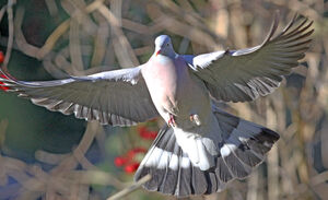 Pigeon ramier
