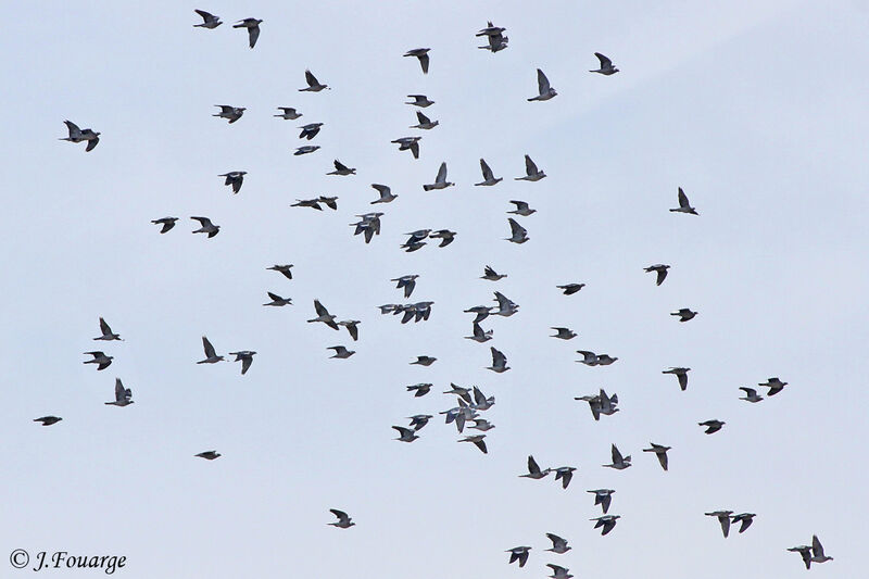 Common Wood Pigeon, Flight, Behaviour