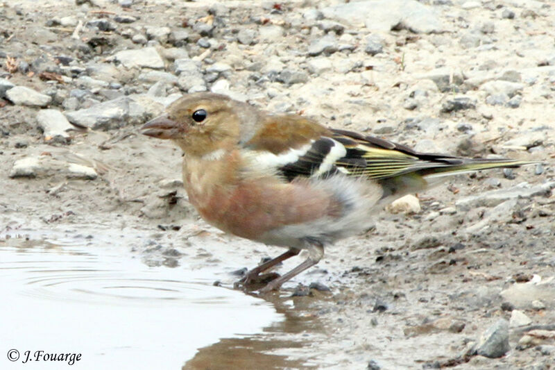 Common Chaffinch male juvenile