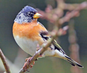 Brambling