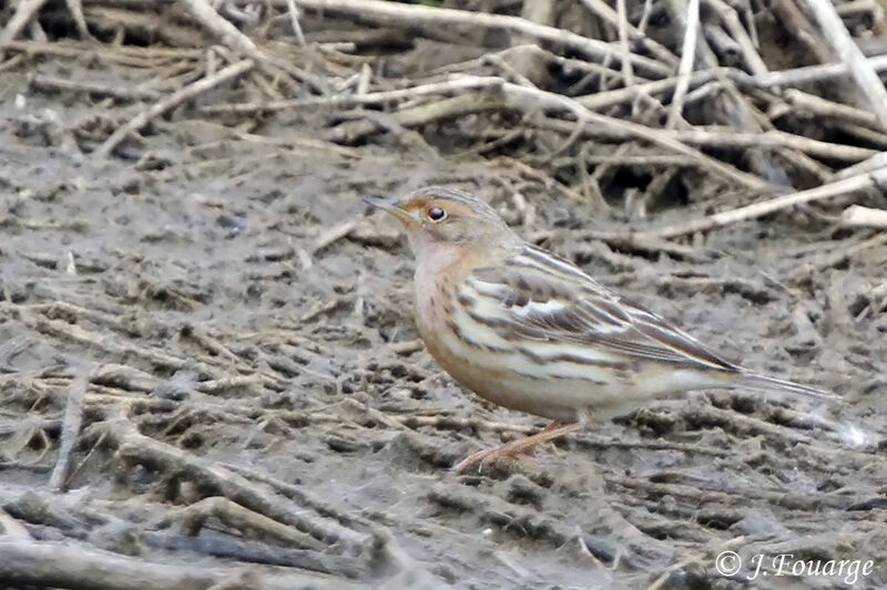 Red-throated Pipit male adult, identification