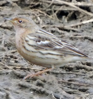Red-throated Pipit