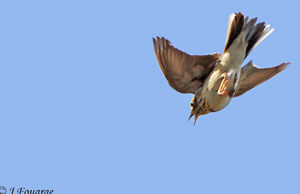 Tree Pipit