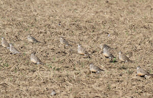 Eurasian Dotterel 
&copy; Jules Fouarge